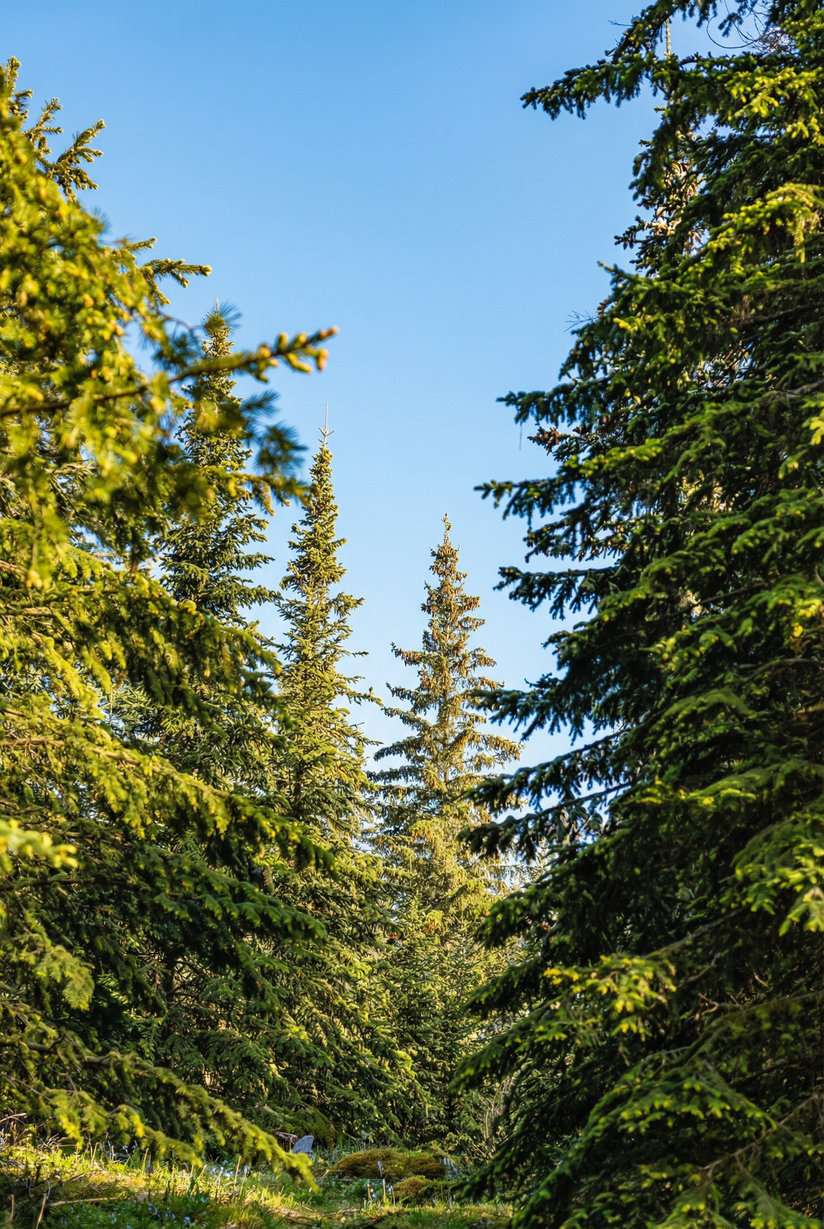 Forêt de cèdre au printemps